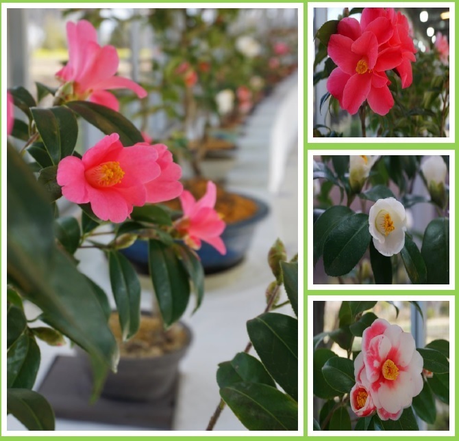 古今の名花つばき展