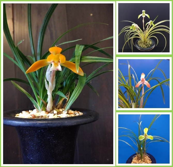 春の訪れを告げる春蘭展