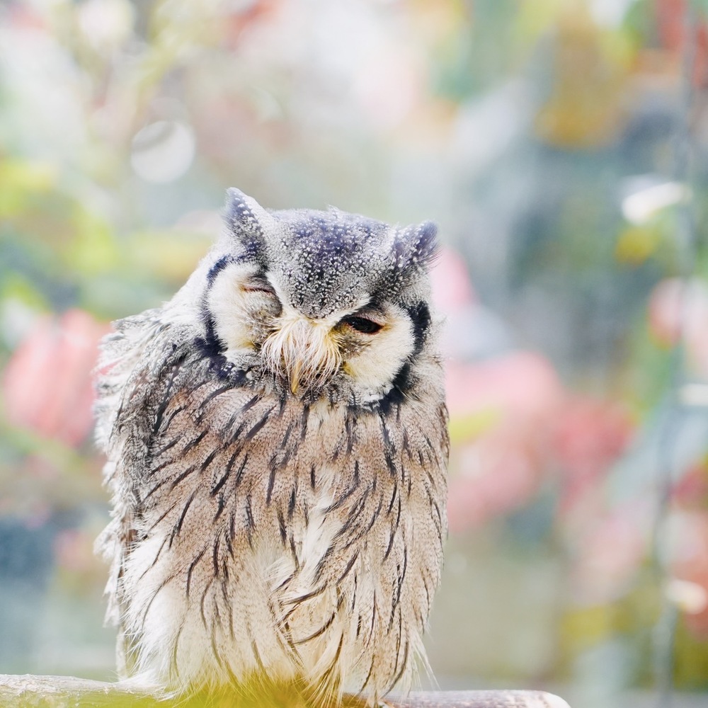 カメラを持って でかけよう ～四人になったnana no moe ～