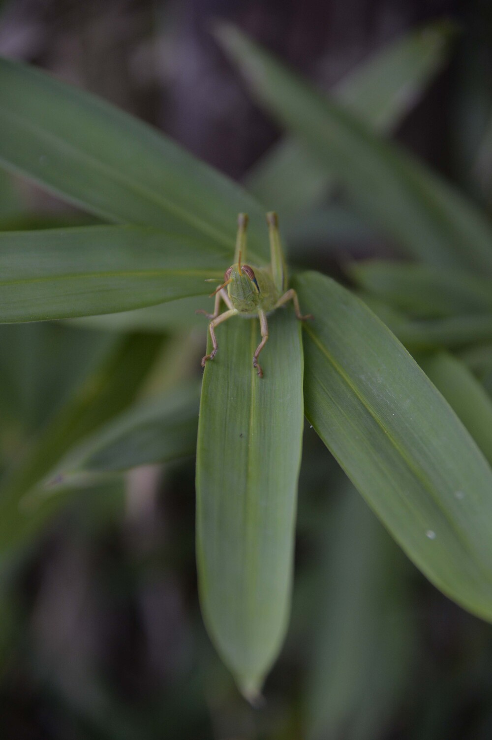 しゃしんてん「あたご山こうえんの生きものたち」
