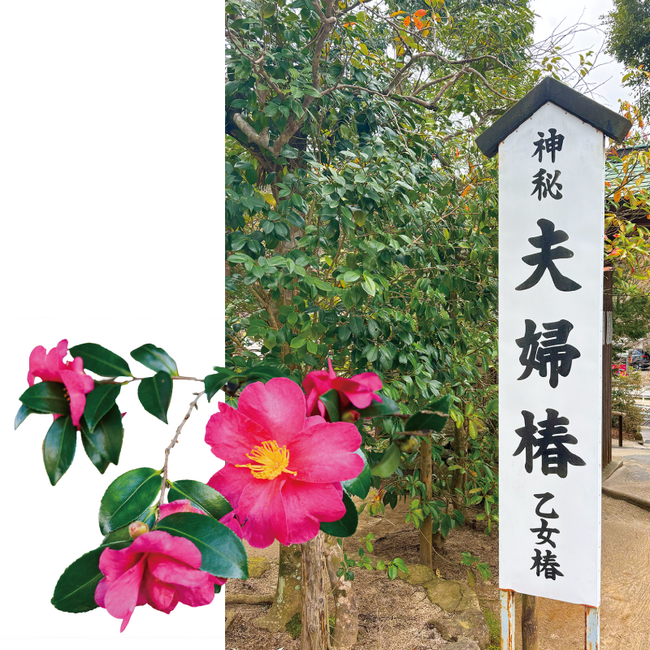 ばけバス_八重垣神社 椿