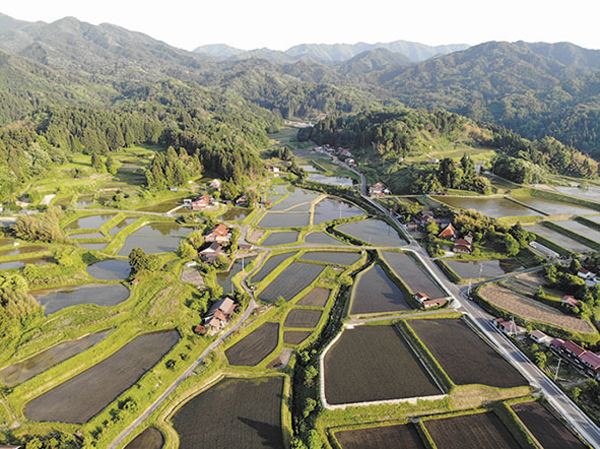 R福頼棚田ドローン