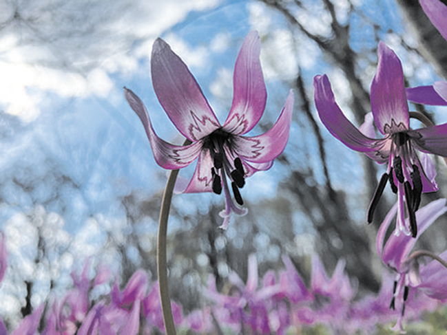 R船通山のカタクリ