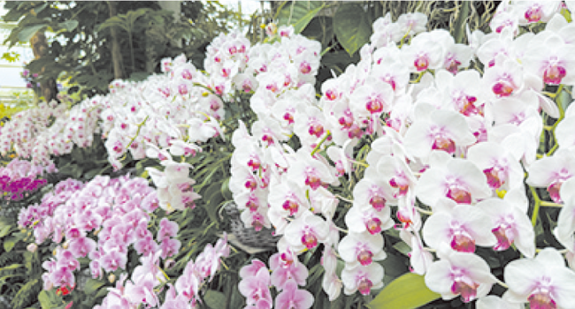 春の雲南を歩こう-蘭