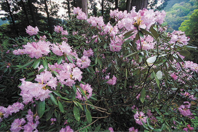 春の雲南を歩こう-石照庭園_しゃくなげ