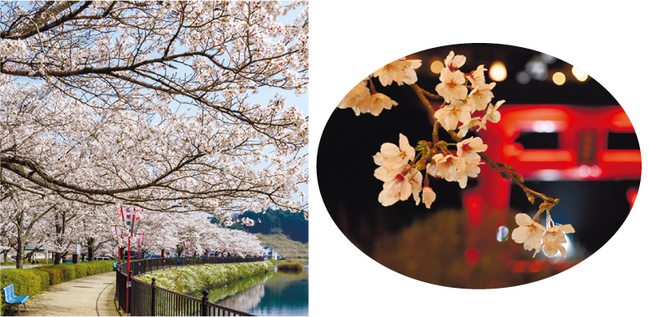 広島-上野公園桜まつり2