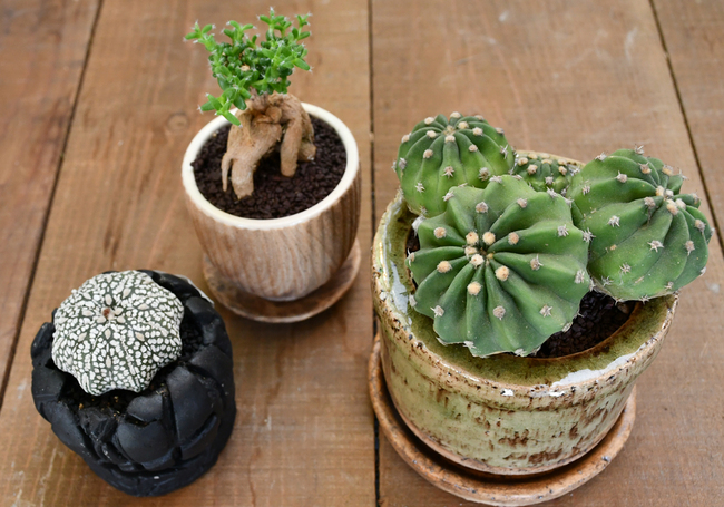 LUBOA・サボテン