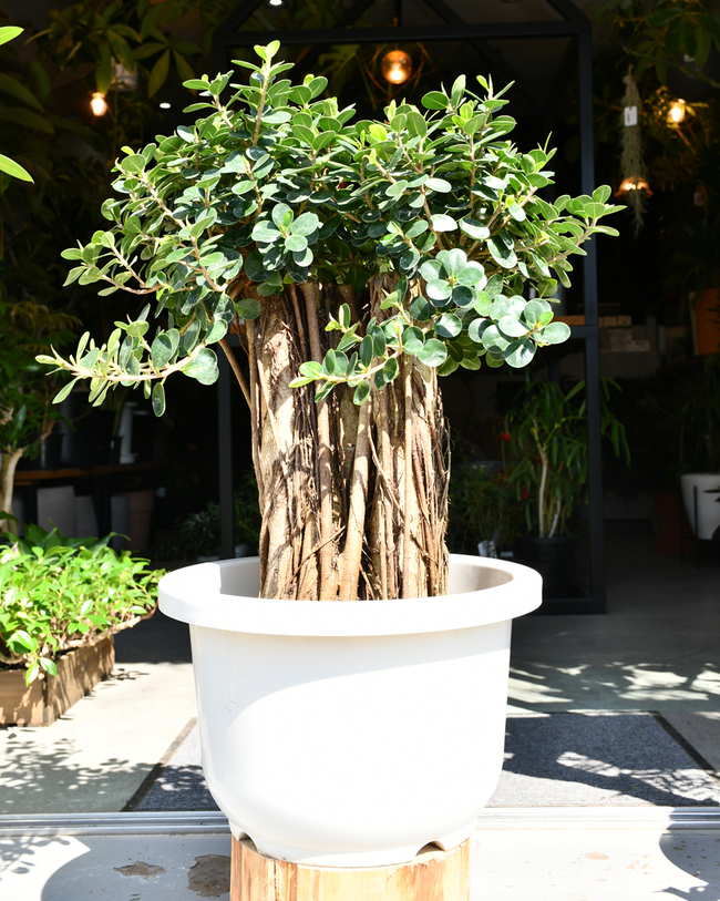 LUBOA・パンダガジュマル