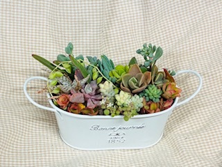多肉植物寄せ植えワークショップ「みっちゃんと多肉であそぼ」