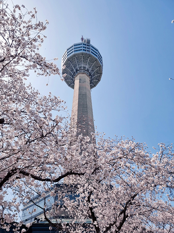 0417_ソウルタワーの桜