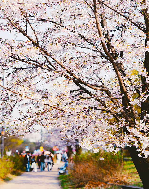 0417_韓国桜２
