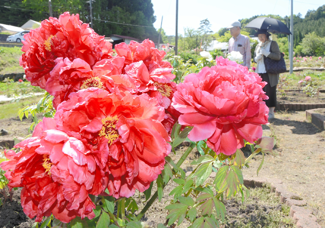 R飯南町ぼたんまつり