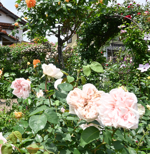 R斐川バラのオープンガーデン１