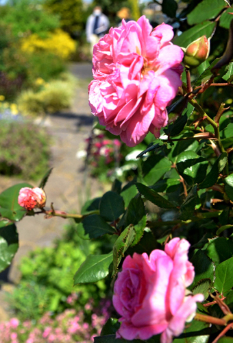 R斐川バラのオープンガーデン２
