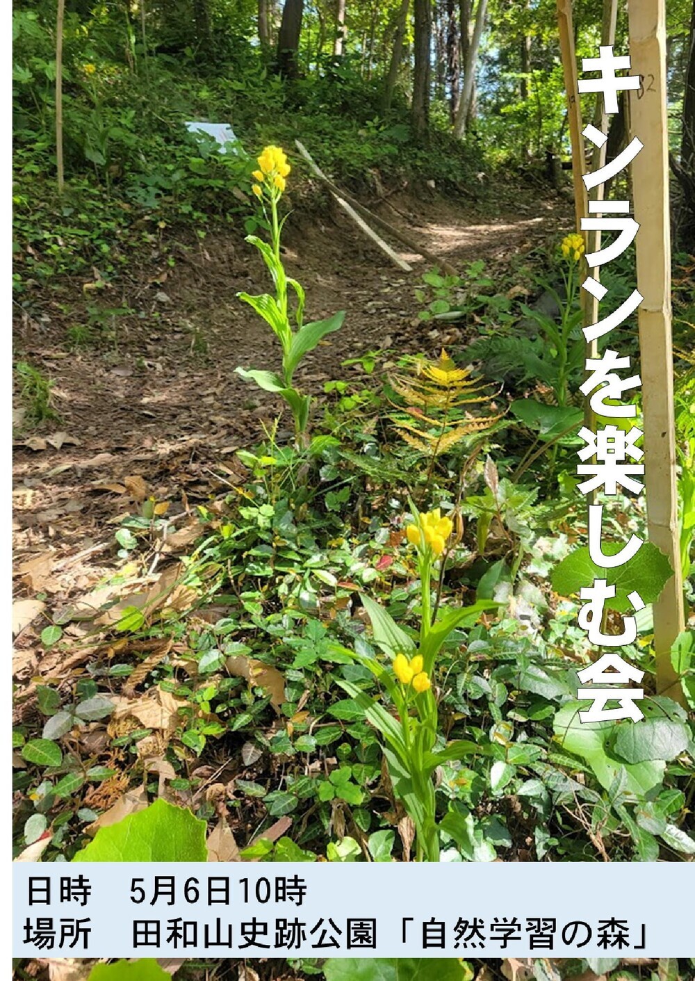 キンランを楽しむ会
