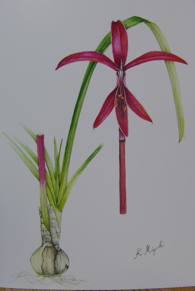 花の絵会いずも植物画作品展