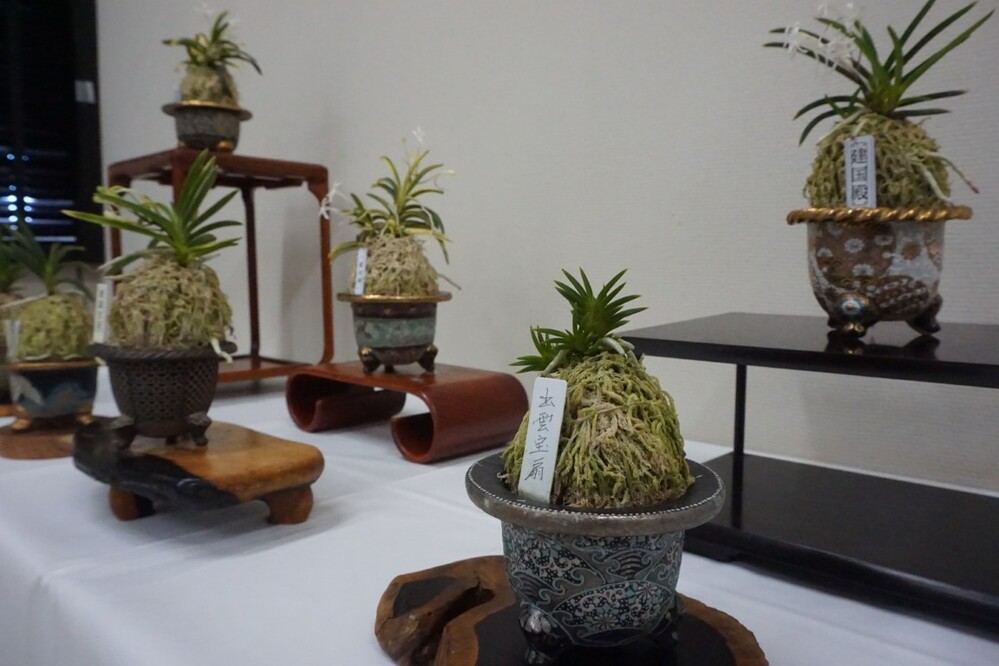 富貴蘭と古典園芸植物展