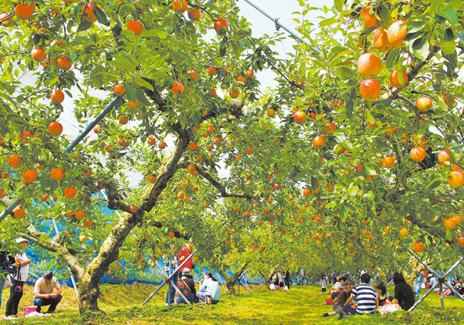p19_赤来高原観光りんご園1