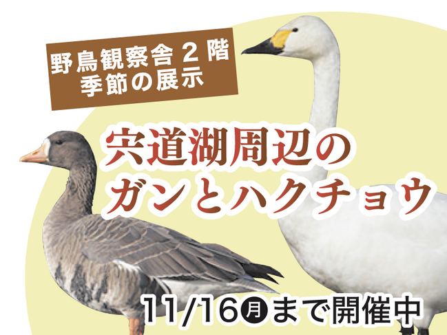 ガンとハクチョウ開催中