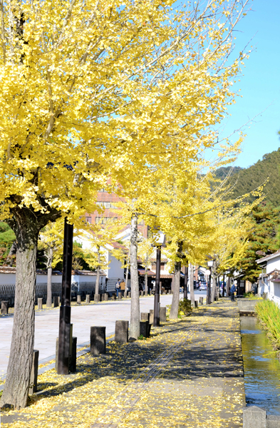 R黄色く色づいたイチョウ‖島根県津和野町後田、殿町通り20221109