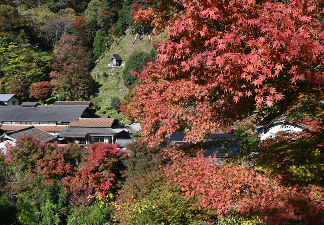 R見頃を迎えた櫻井家住宅周辺の紅葉‖島根県奥出雲町上阿井20241114