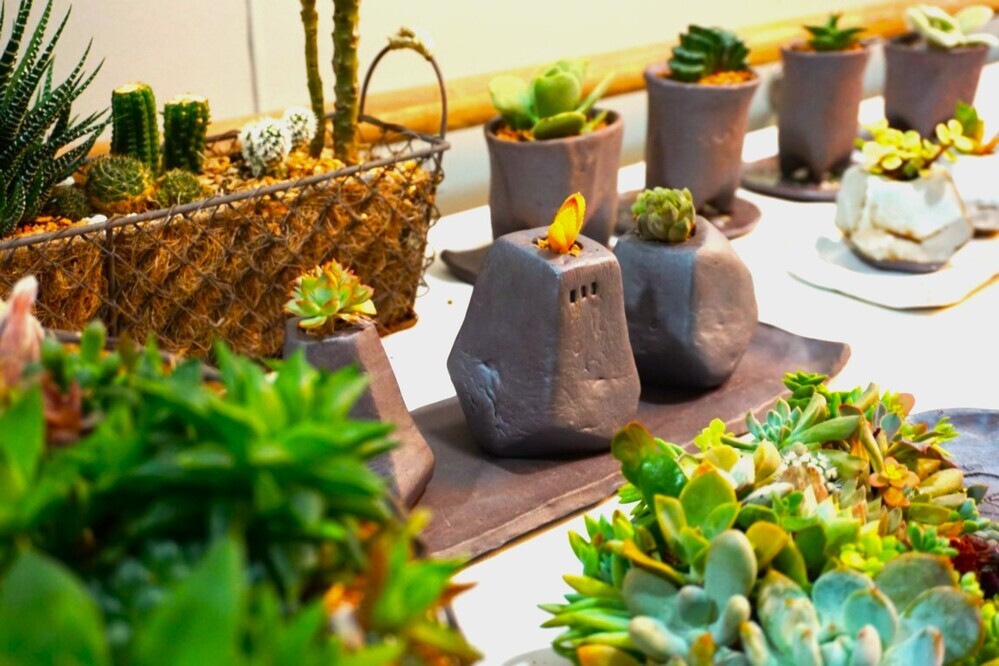 サボテン・多肉植物展