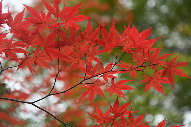 R八重滝の紅葉‖雲南市掛合町入間20231116-2