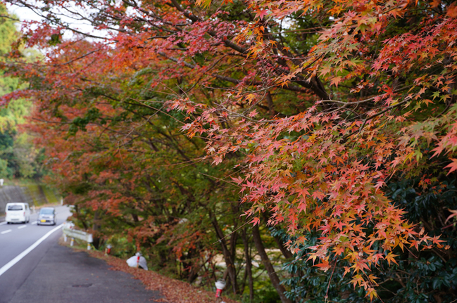 R酒谷もみじ街道(島根県美郷町酒谷/佐伯学撮影)20231116