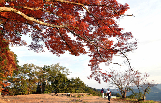 R津和野城跡(島根県津和野町後田/中山竜一撮影)20231104