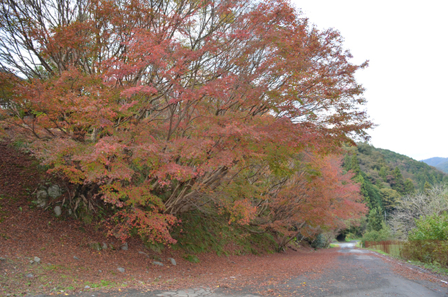 R鍋石の紅葉(浜田市鍋石町/宮廻裕樹撮影)20231115